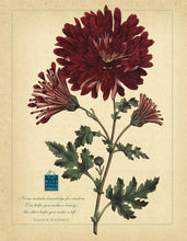 Load image into Gallery viewer, Botanical Posters
